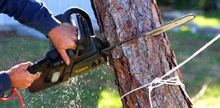 Leith Hatfield, PA Tree Care Company