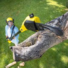 How Our Tree Care Process Works  in  Leith Hatfield, PA