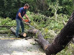 Best Tree Cabling and Bracing  in Leith Hatfield, PA