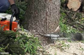 Best Hazardous Tree Removal  in Leith Hatfield, PA