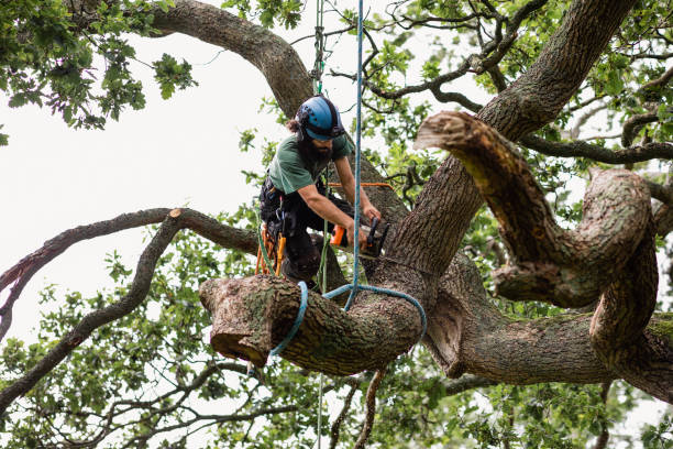 Best Emergency Tree Removal  in Leith Hatfield, PA